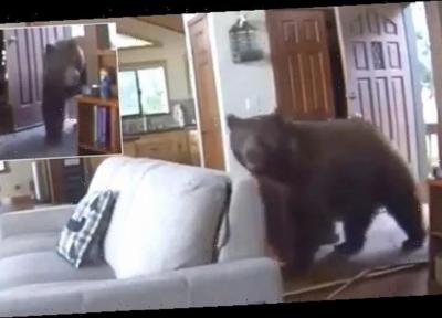 لحظه دلهره آور ورود خرس غول پیکر به داخل خانه!