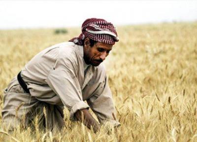 عراق در تولید گندم خودکفا می شود